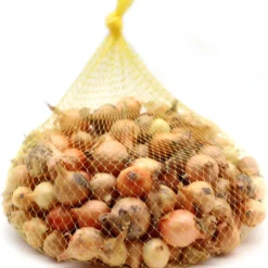 Plantui / Pootui 'Stuttgarter' - Maat 14/21 - 500 G (ca. 100 Stuks)