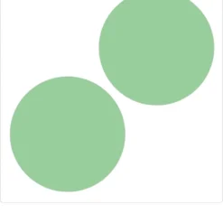 Eucalyptus Gunnii - Gomboom - Heester - Groenblijvend - ⌀17 Cm - 40-50 Cm -Exporteren Buiten Groen Winkel 1016x1200