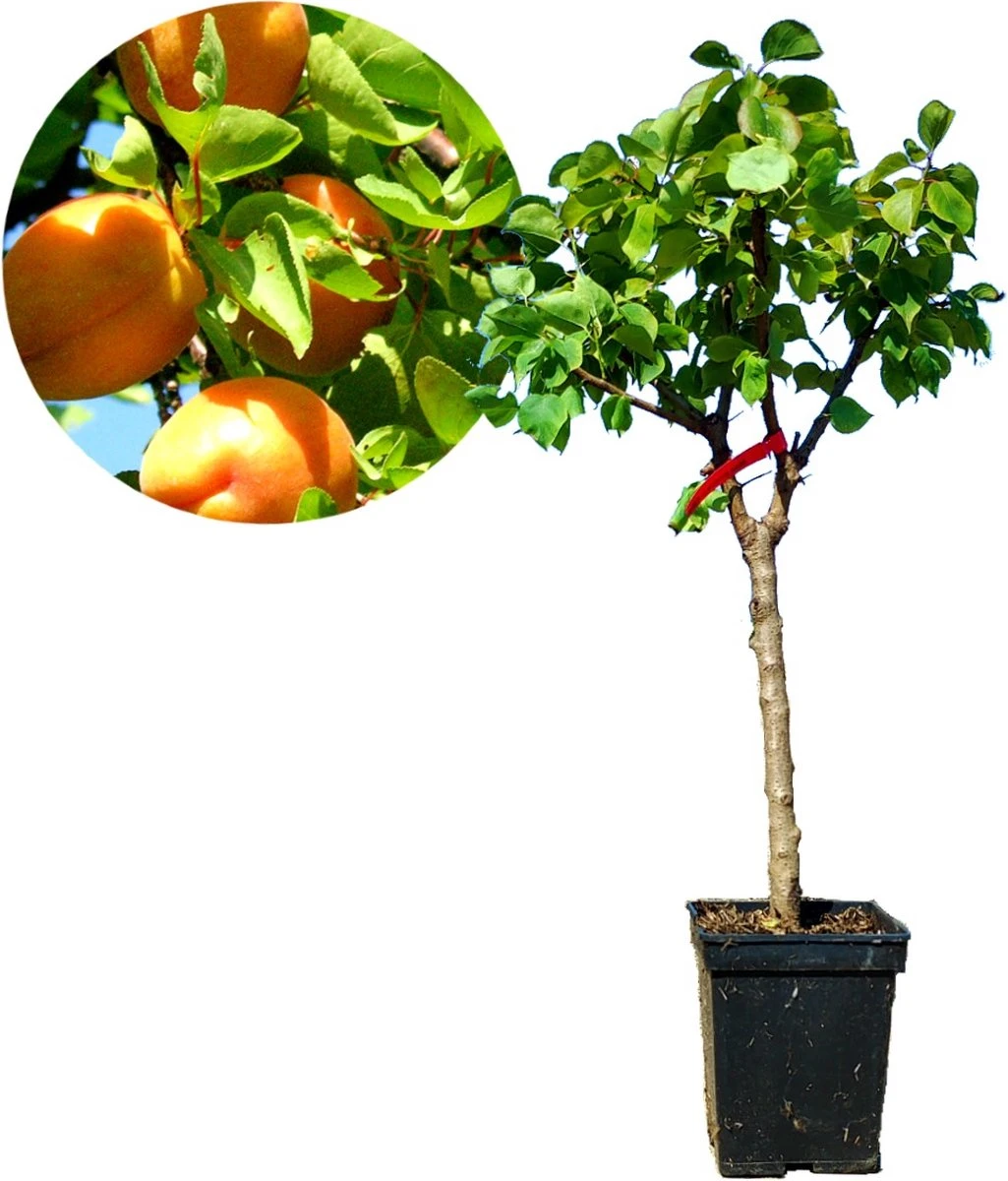 Prunus Armeniaca - Mini-abrikoos - Dwerg Abrikozenboom - 5 Liter Pot -70cm 1 Prunus Armeniaca - Mini-abrikoos - Dwerg Abrikozenboom - 5 Liter Pot -70cm