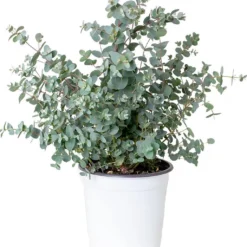 Eucalyptus Gunnii - Gomboom - Heester - Groenblijvend - ⌀17 Cm - 40-50 Cm
