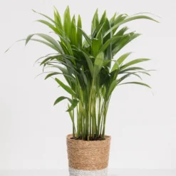 Areca In Siermand Amber Wit – Luchtzuiverende Kamerplant – Eenvoudig Te Onderhouden Goudpalm - ↕35-50cm - Ø13 – Geleverd Met Plantenpot – Vers Uit De Kwekerij