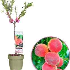 Perzikboom, Prunus Persica Patiobomen ‘Perzik', Zelfbestuivend, Winterhard
