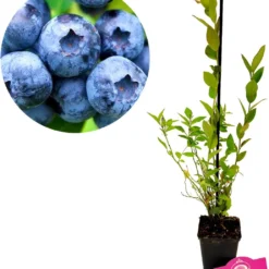 Set Van 3 Blauwe Bessen - Vaccinium Corymbosum – Hoogte 30cm – 9cm Pot – Mix A -Exporteren Buiten Groen Winkel 1037x1200