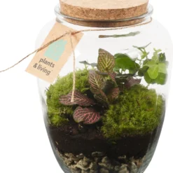 Terrarium Kiki