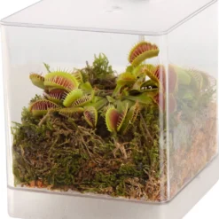Swampworld Mini Terrarium Met LED Lamp - Vleesetende Plant - 1 Venus Vliegenvanger + Handige Watermeter - L12xB12xH15 Cm