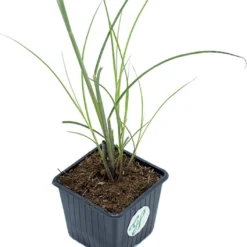 GP 12 X Prachtriet Gracillimus - Winterhard Siergras - Miscanthus Sinensis 'Gracillimus' In 9x9cm Pot Met Hoogte 5-10cm 11 GP 12 X Prachtriet Gracillimus - Winterhard Siergras - Miscanthus Sinensis 'Gracillimus' In 9x9cm Pot Met Hoogte 5-10cm -Exporteren Buiten Groen Winkel 1057x1200 1