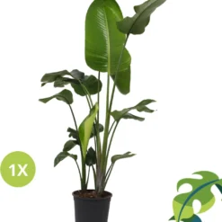 Strelitzia Nicolai - 180cm 18 Strelitzia Nicolai - 180cm -Exporteren Buiten Groen Winkel 1057x1200