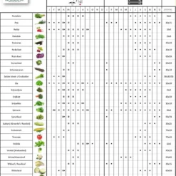 Tomaat Black Cherry - Een Excellente, Sappige Variëteit Met Een Zoete Smaak. -Exporteren Buiten Groen Winkel 1060x1200