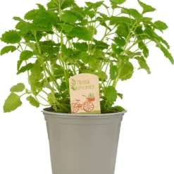 Mix Van 6 Italiaanse Kruidenplanten / The Herbs Family -Exporteren Buiten Groen Winkel 1061x1200 1