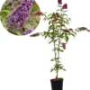 Buddleja 'Pink Delight' Vlinderstruik - 60 Cm - 2 Liter Pot