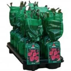 New Dawn Rouge - Klimroos | Rood Doorbloeiende Roos (bloeit Na Bloei Nogmaals) - Meerjarig En Winterhard - Klimplant -Exporteren Buiten Groen Winkel 1077x1200 1