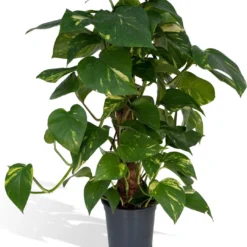 Epipremnum Aureum Mosstok - 60cm