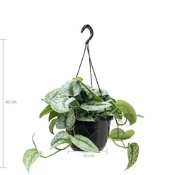 Fleurdirect - Scindapsus - 45 Cm - Ø 15 - 1 Stuks -Exporteren Buiten Groen Winkel 1094x1200