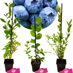 Set Van 3 Blauwe Bessen - Vaccinium Corymbosum – Hoogte 30cm – 9cm Pot – Mix A