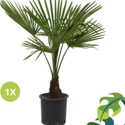 Winterharde Palmboom - Trachycarpus Fortunei 100cm -Exporteren Buiten Groen Winkel 1114x1200 1