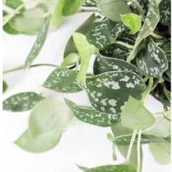 Fleurdirect - Scindapsus - 45 Cm - Ø 15 - 1 Stuks -Exporteren Buiten Groen Winkel 1114x1200