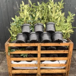 Rhododendron Box - 40 Stuks - Wit - 40/60 Cm Hoog - Incl. 8 Zakken Tuinturf 50L - Rhododendron 'cunningham's White' -