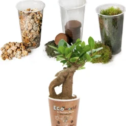 Ecosysteem Plant Met Lamp -Ecoworld Weck Glas Met Lamp + 1 Mini Bonsai Ficus Ginseng - Ø10,5 Cm - Hoogte 21 Cm -Exporteren Buiten Groen Winkel 1118x1200 1