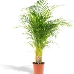 XXL Areca Palm - Goudpalm, Dypsis Lutescens - 130 Cm Hoog, ø24cm - Grote Kamerplant - Tropische Palm - Luchtzuiverend - Vers Van De Kwekerij