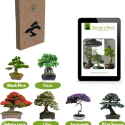 Bonsai Zaden 6 Soorten Incl. E-Book - Kweekset - Boompje In Pot - Kamerplanten – Kerstcadeau