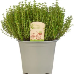 Mix Van 6 Italiaanse Kruidenplanten / The Herbs Family -Exporteren Buiten Groen Winkel 1144x1200