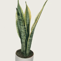 Sansevieria XL 'Zeylanica' Per Stuk | Vrouwentong - Kamerplant In Kwekerspot ⌀17 Cm - ↕65 Cm -Exporteren Buiten Groen Winkel 1146x1200