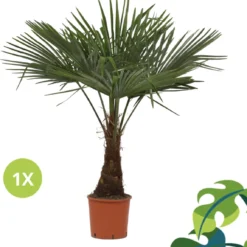 Winterharde Plamboom - Trachycarpus Fortunei 130cm -Exporteren Buiten Groen Winkel 1147x1200 1