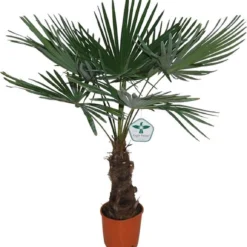 Winterharde Plamboom - Trachycarpus Fortunei 130cm -Exporteren Buiten Groen Winkel 1149x1200