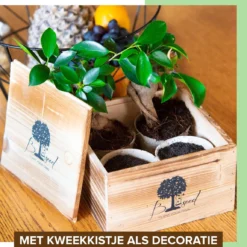 B-seed Starters Kit Incl. E-Book Bonsai Zaden Kweken - Boompje In Pot - Kamerplanten - Kweekset - Geschenkset - Kerstcadeau -Exporteren Buiten Groen Winkel 1151x1200 2