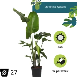 Strelitzia Nicolai - 180cm 17 Strelitzia Nicolai - 180cm -Exporteren Buiten Groen Winkel 1153x1200 1