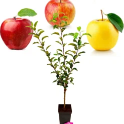 Malus Domestica ‘Trio Appel’ Drie Soorten Aan één Boom - Wortelgoed - Soort A