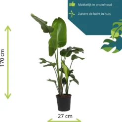 Strelitzia Nicolai - 180cm 15 Strelitzia Nicolai - 180cm -Exporteren Buiten Groen Winkel 1153x1200