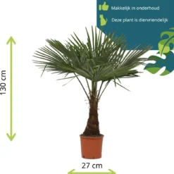 Winterharde Plamboom - Trachycarpus Fortunei 130cm -Exporteren Buiten Groen Winkel 1153x1200 3
