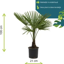 Winterharde Palmboom - Trachycarpus Fortunei 100cm -Exporteren Buiten Groen Winkel 1153x1200 4
