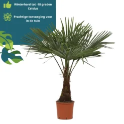 Winterharde Plamboom - Trachycarpus Fortunei 130cm -Exporteren Buiten Groen Winkel 1160x1200 2
