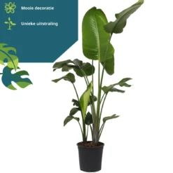 Strelitzia Nicolai - 180cm 16 Strelitzia Nicolai - 180cm -Exporteren Buiten Groen Winkel 1160x1200