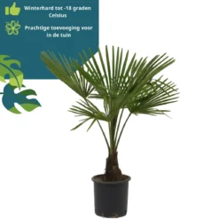 Winterharde Palmboom - Trachycarpus Fortunei 100cm -Exporteren Buiten Groen Winkel 1160x1200 3