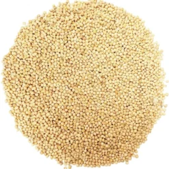 ToshiFarm Broed Voor Grijze Oesterzwammen - 50 Gram - Broed Voor Oesterzwam Growkit - Zelf Paddenstoelen Kweken Op Koffiedik - Ecologisch Cadeau -Exporteren Buiten Groen Winkel 1168x1200 2