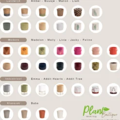 Areca In Siermand Amber Wit – Luchtzuiverende Kamerplant – Eenvoudig Te Onderhouden Goudpalm - ↕35-50cm - Ø13 – Geleverd Met Plantenpot – Vers Uit De Kwekerij -Exporteren Buiten Groen Winkel 1180x1200 3