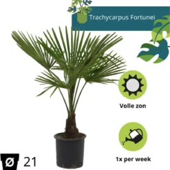 Winterharde Palmboom - Trachycarpus Fortunei 100cm -Exporteren Buiten Groen Winkel 1181x1200 1