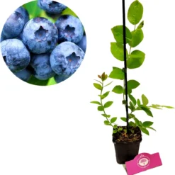 Set Van 3 Blauwe Bessen - Vaccinium Corymbosum – Hoogte 30cm – 9cm Pot – Mix A -Exporteren Buiten Groen Winkel 1181x1200 2