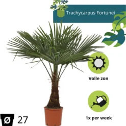 Winterharde Plamboom - Trachycarpus Fortunei 130cm -Exporteren Buiten Groen Winkel 1181x1200