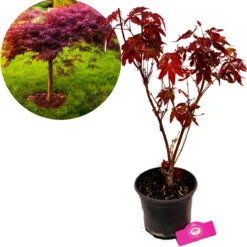 Acer Palmatum ‘Atropurpureum’, Rode Japanse Esdoorn - Hoogte 60cm - 3 Liter Pot