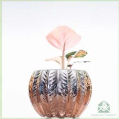 Merkloos Aglaonema Hybride Pink - Kamerplanten - Geworteld - Miniplantje - Babyplantje - Stekje -Exporteren Buiten Groen Winkel 1184x1200