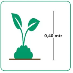 GP 12 X Japans Bloedgras - Siergras - Tuinplanten Winterhard - Vaste Planten - Imperata Red Baron - In 9x9cm Pot Met Hoogte 5-10cm -Exporteren Buiten Groen Winkel 1188x1200 1