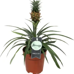Breasy Ananasplant | Anti-snurk Plant | 1 Stuks | Ø 13cm | 35-40 Cm