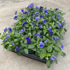 Merkloos Viooltje Grootbloemig Mix 12 Stuks -Exporteren Buiten Groen Winkel 1191x1200