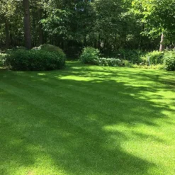 Schaduw Graszaad Voor 100m² Gras | Voor Een Gazon Met Veel Schaduw | Hitte & Droogte Resistent -Exporteren Buiten Groen Winkel 1196x1200 1