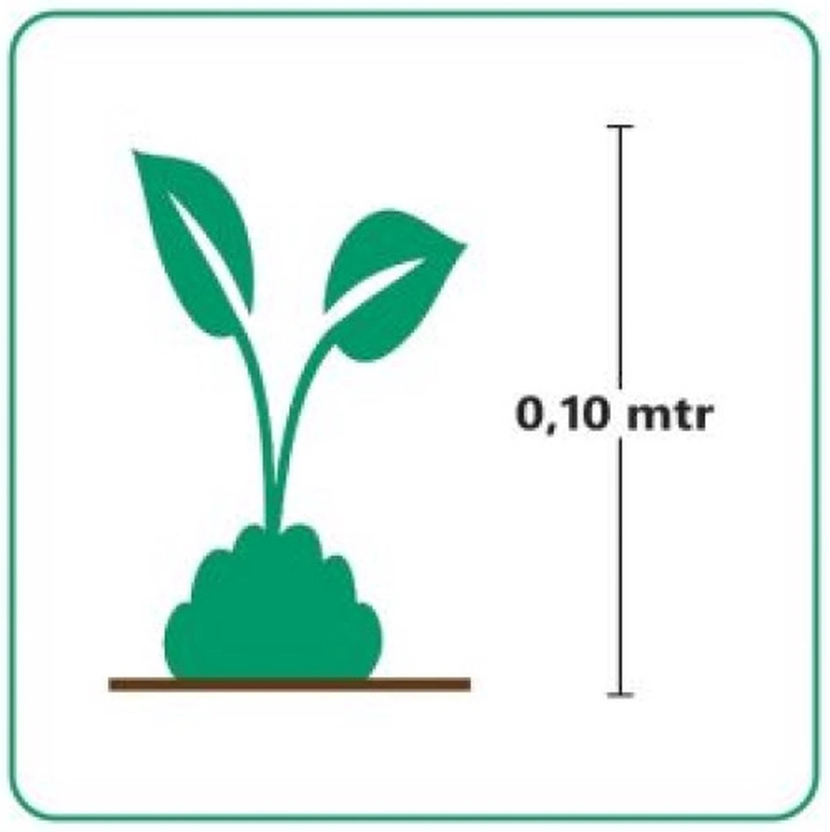 GP 12 X Kruipend Tijm / Kruiptijm - Winterharde Tuinplanten - Thymus Praecox 'Purple Beauty' In 9x9cm Pot Met Hoogte 5-10cm 6 GP 12 X Kruipend Tijm / Kruiptijm - Winterharde Tuinplanten - Thymus Praecox 'Purple Beauty' In 9x9cm Pot Met Hoogte 5-10cm - Afbeelding 6
