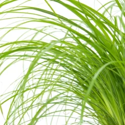 Merkloos ZynesFlora - Cyperus - Kattengras - 2 Stuks - Ø 12 Cm - Hoogte: 25-30 Cm - Kamerplant -Exporteren Buiten Groen Winkel 1198x1200